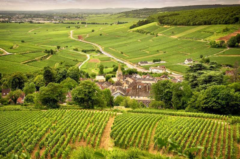 Vini-della-borgogna-panoramica-dei-vigneti