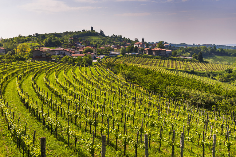Kojsko-goriska-brda-slovenia-view-of-vineyards-2022-03-09-08-44-58-utc