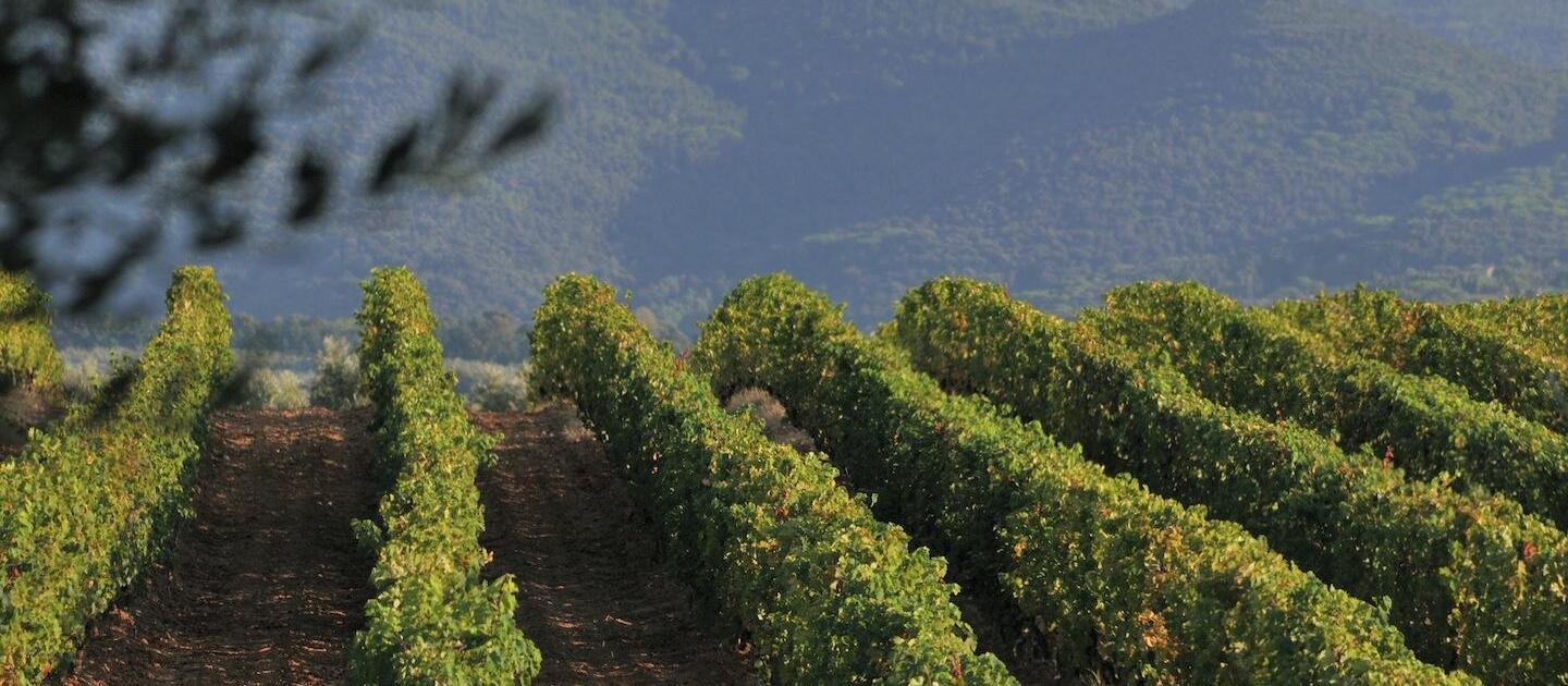 Vigne sassicaia